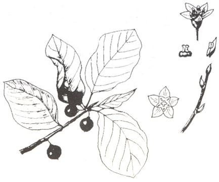Disegno dell'essenza