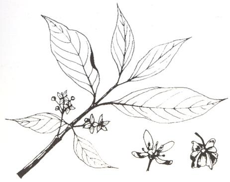 Disegno dell'essenza