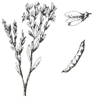 Disegno dell'essenza