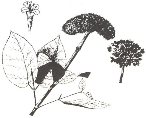 Disegno dell'essenza