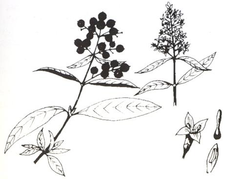 Disegno dell'essenza