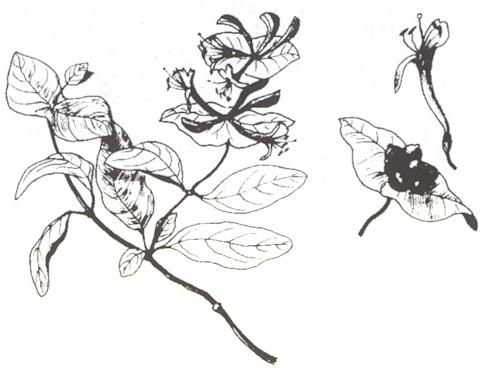 Disegno dell'essenza