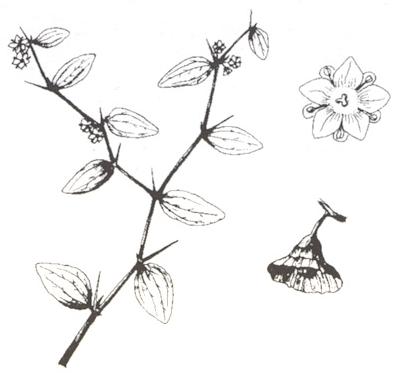 Disegno dell'essenza