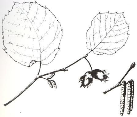 Disegno dell'essenza