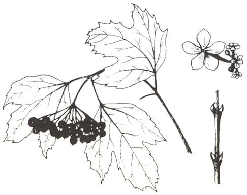 Disegno dell'essenza