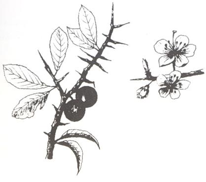 Disegno dell'essenza