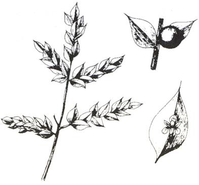 Disegno dell'essenza