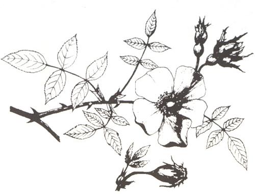 Disegno dell'essenza