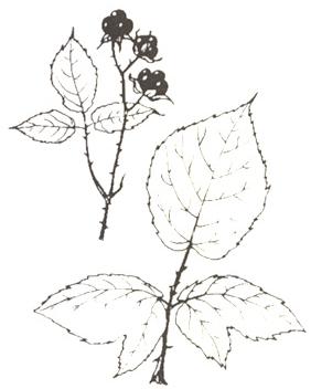Disegno dell'essenza