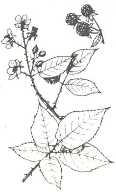 Disegno dell'essenza