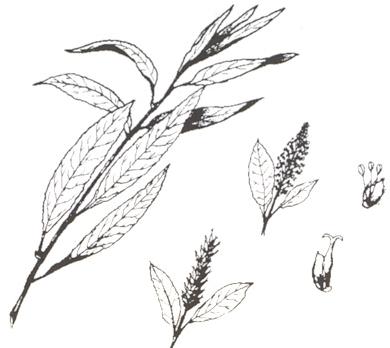 Disegno dell'essenza