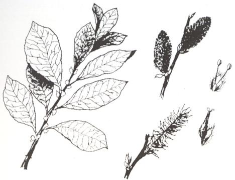 Disegno dell'essenza