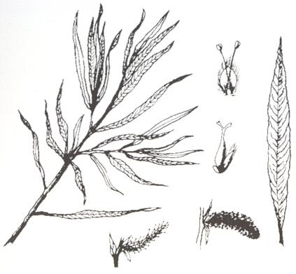 Disegno dell'essenza