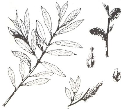Disegno dell'essenza