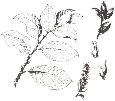 Disegno dell'essenza