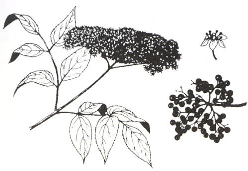 Disegno dell'essenza