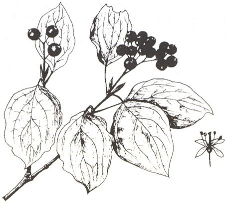 Disegno dell'essenza
