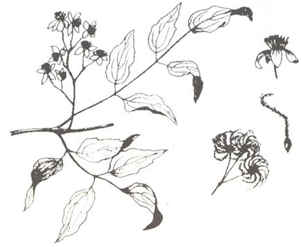 Disegno dell'essenza