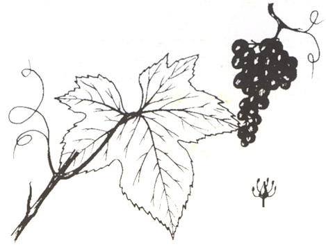 Disegno dell'essenza