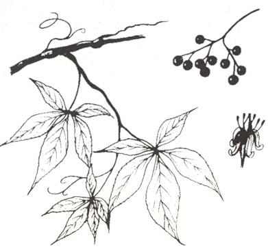 Disegno dell'essenza