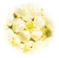 Foto di un particolare del biancospino; cliccando si espande (718KB)
