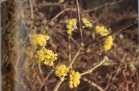 Foto di un particolare dell'essenza; cliccando si espande (462KB)