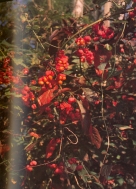 Foto di un particolare dell'essenza; cliccando si espande (900KB)