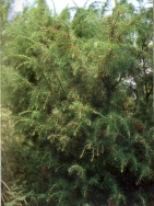 Foto di un particolare dell'essenza; cliccando si espande (1261KB)