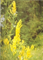Foto di un particolare della ginestrella; cliccando si espande (818KB)