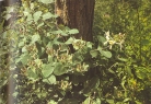 Foto di un particolare dell'essenza; cliccando si espande (552KB)