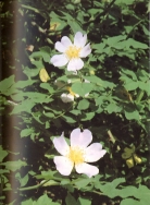 Foto di un particolare dell'essenza; cliccando si espande (727KB)