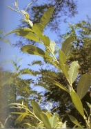 Foto di un particolare dell'essenza; cliccando si espande (905KB)
