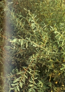 Foto di un particolare dell'essenza; cliccando si espande (1118KB)