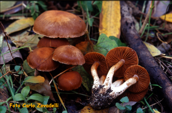 Cortinarius sp.
