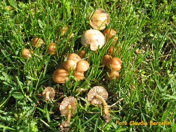 Marasmius oreades