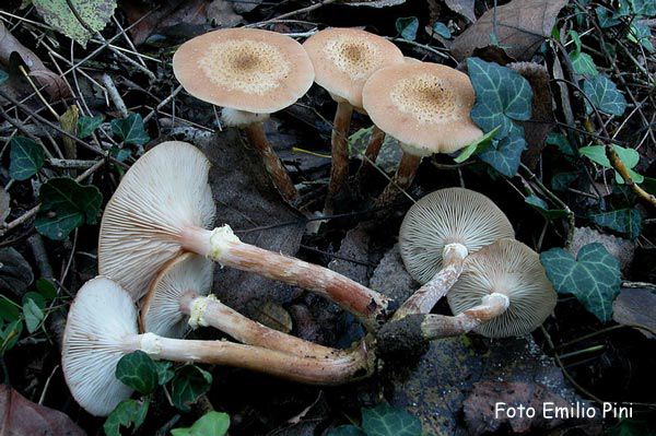 Armillaria caepistipes