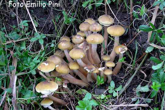 Armillaria mellea