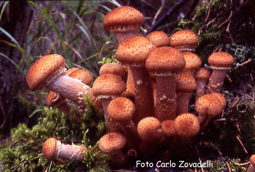 Armillaria Ostoyae