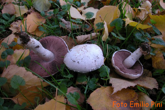 Agaricus campestris