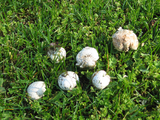 Bovista plumbea
