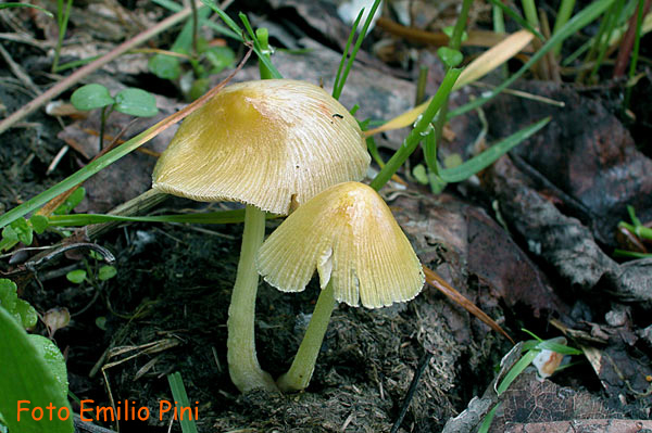Bolbitius vitellinus