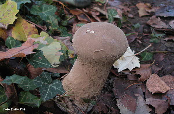 Calvatia excipuliformis