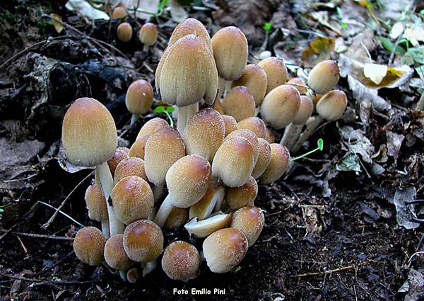 Coprinus micaceus