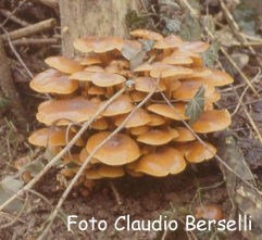 Flammulina velutipes