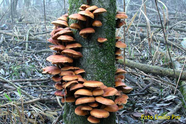 Flammulina velutipes