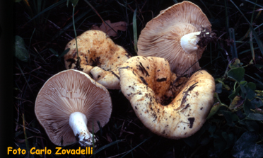 Lactariu acerrimus