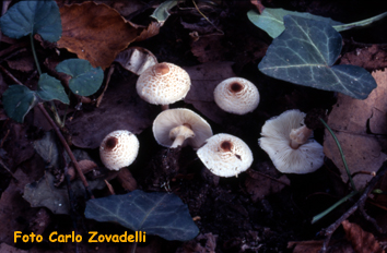 Lepiota cristata