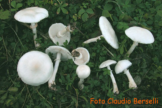 Leucoagaricus leucotites