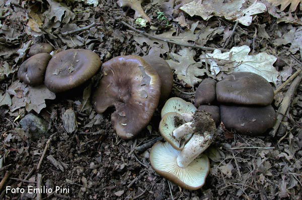Lyophyllum loricatum