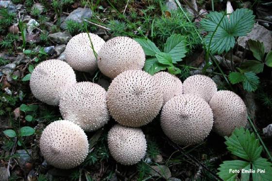 Lycoperdon perlatum